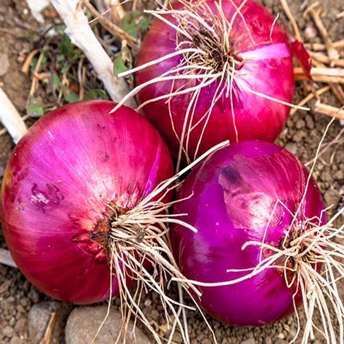 Onion