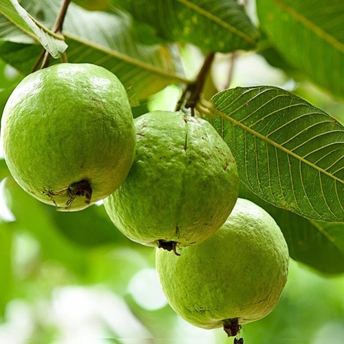 Guava
