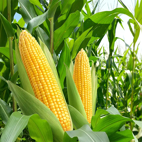 Corn